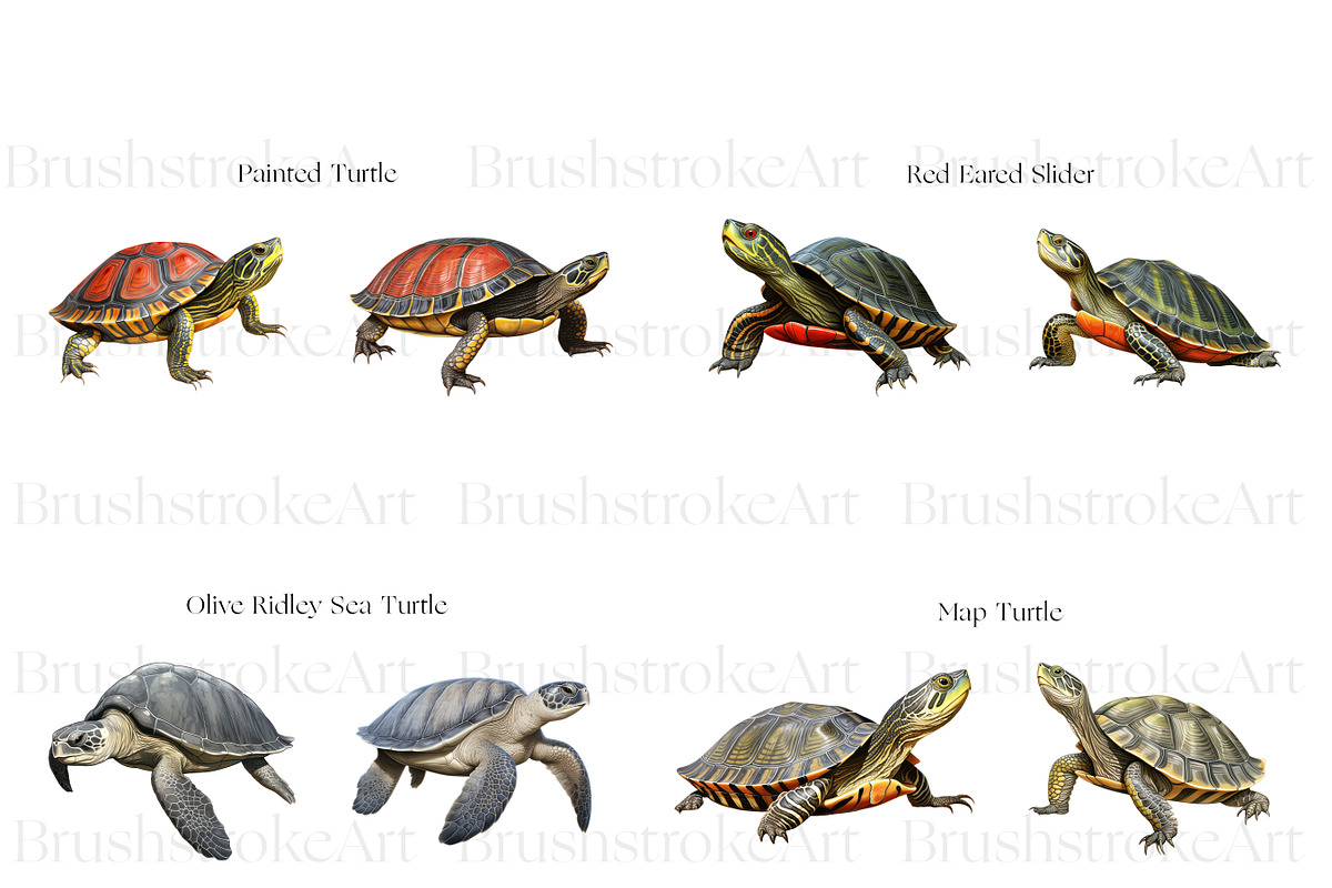 Turtle Illustration Clipart, Turtles, an Animal Illustration by BrushstrokeArtGB (Photo 4 of 9)