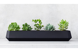 Assorted succulent plants in modern, a Nature Photo by Lermont51