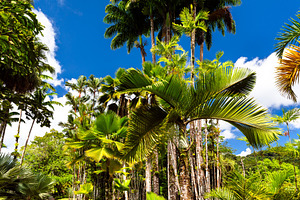 Palm trees and walking paths at Jardin de Balata in Martinique, a Nature Photo by Leonid Andronov