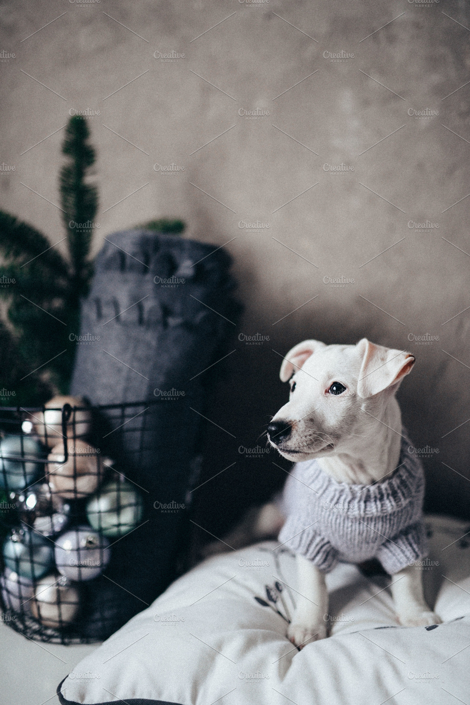 Puppy featuring puppy, dog, and newyear, a Holiday Photo by Trofimova Veronika