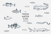 The Freshwater Fish Collection, an Animal Illustration by dicreate (Thumbnail 2 of 6)