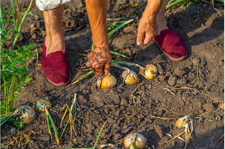 An old woman harvests onions in the, a Food & Drink Photo by yanadjana