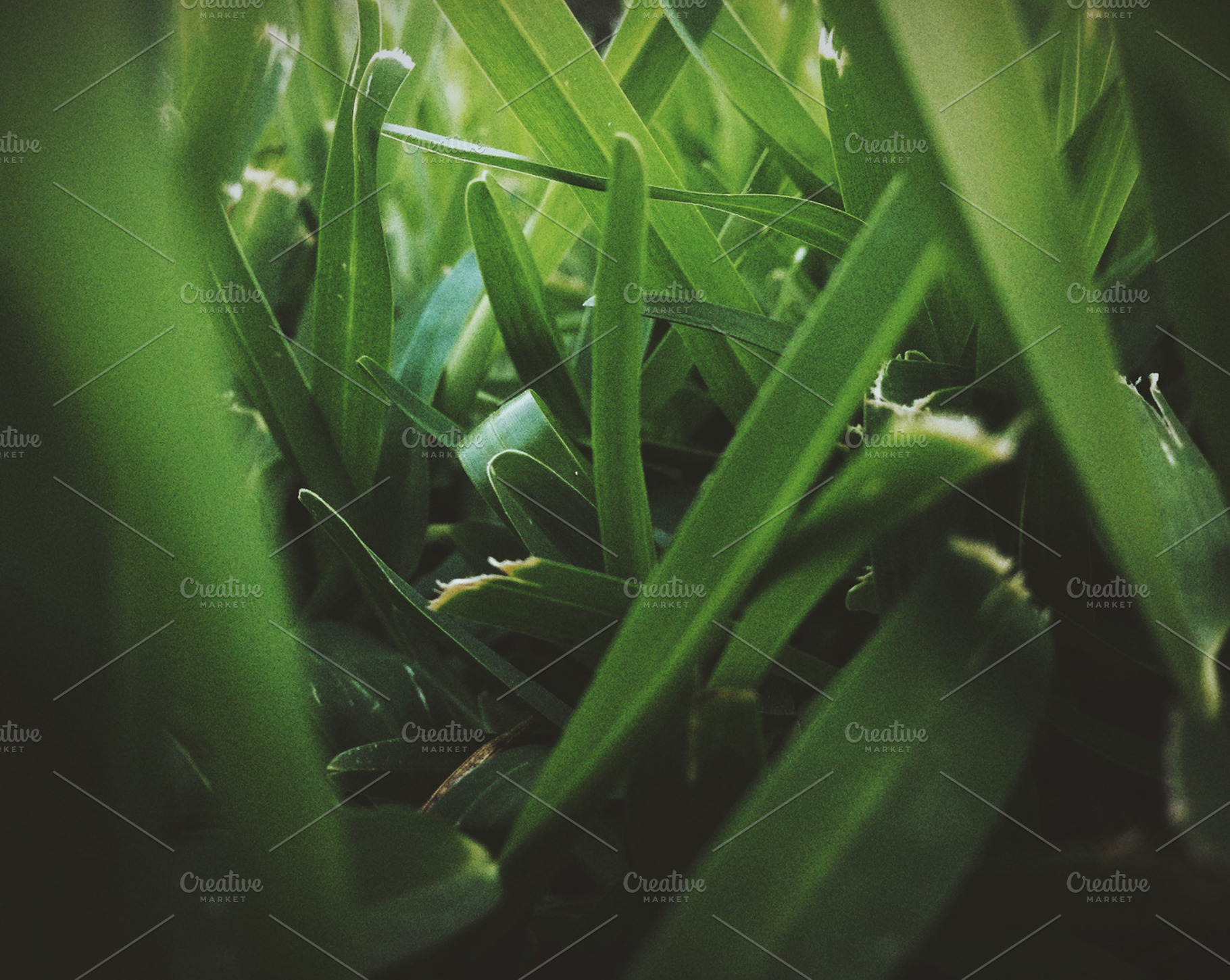 Blades Stock Photograph