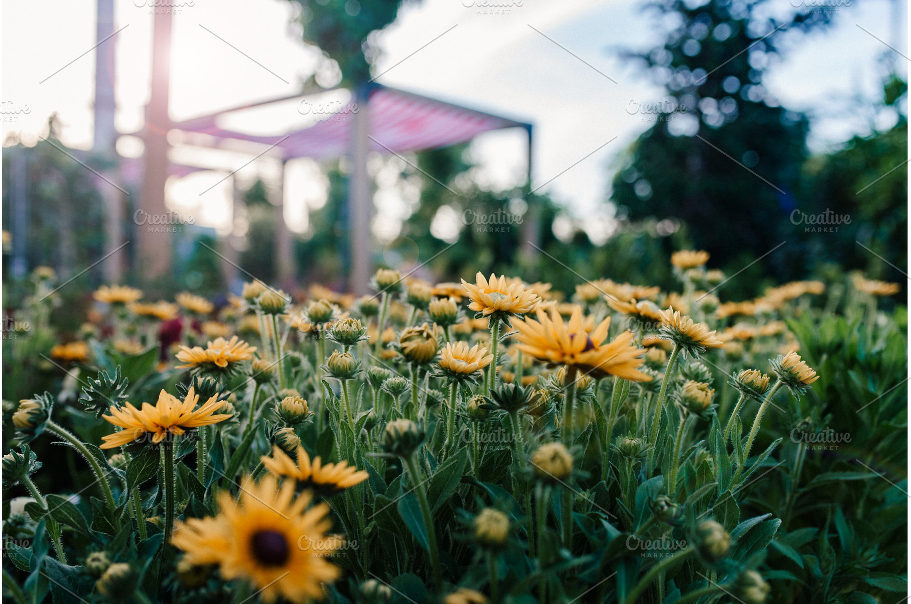 Yellow rudbeckia flowers blooming in, a Nature Photo by HalfPoint