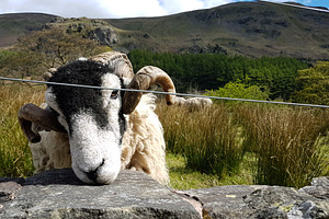 Friendly Sheep Greeting Camera