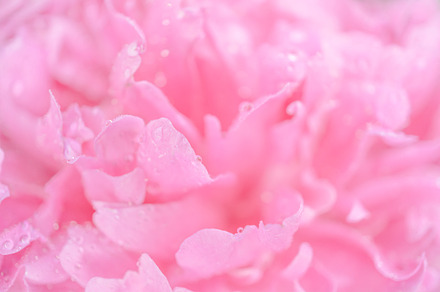 Spring Roses preview 2