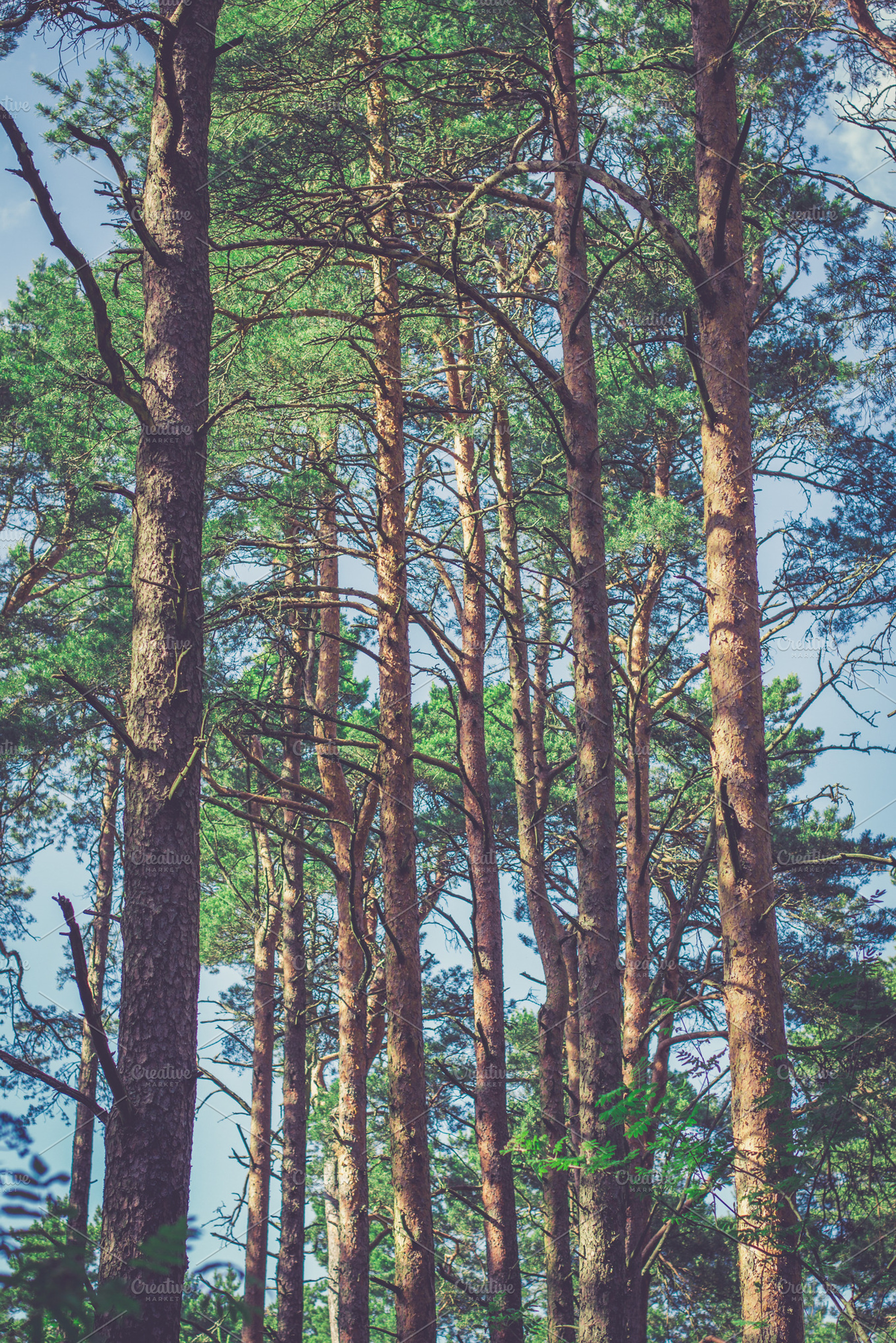 Forest life featuring forest, wood, and woods
