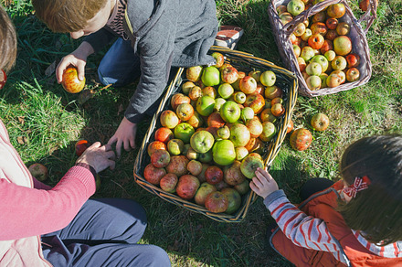 Children and senior woman putting apples inside of baskets containing, a Person Photo by davidpereiras