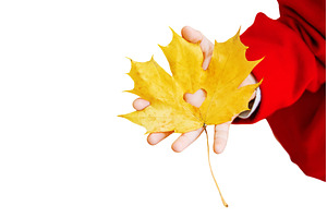beautiful autumn leaves. Golden, a Person Photo by yanadjana