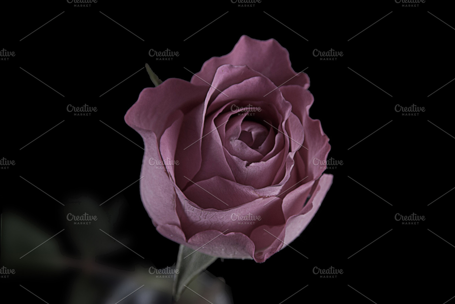 Freshly cut rose, a Nature Photo by Bloor