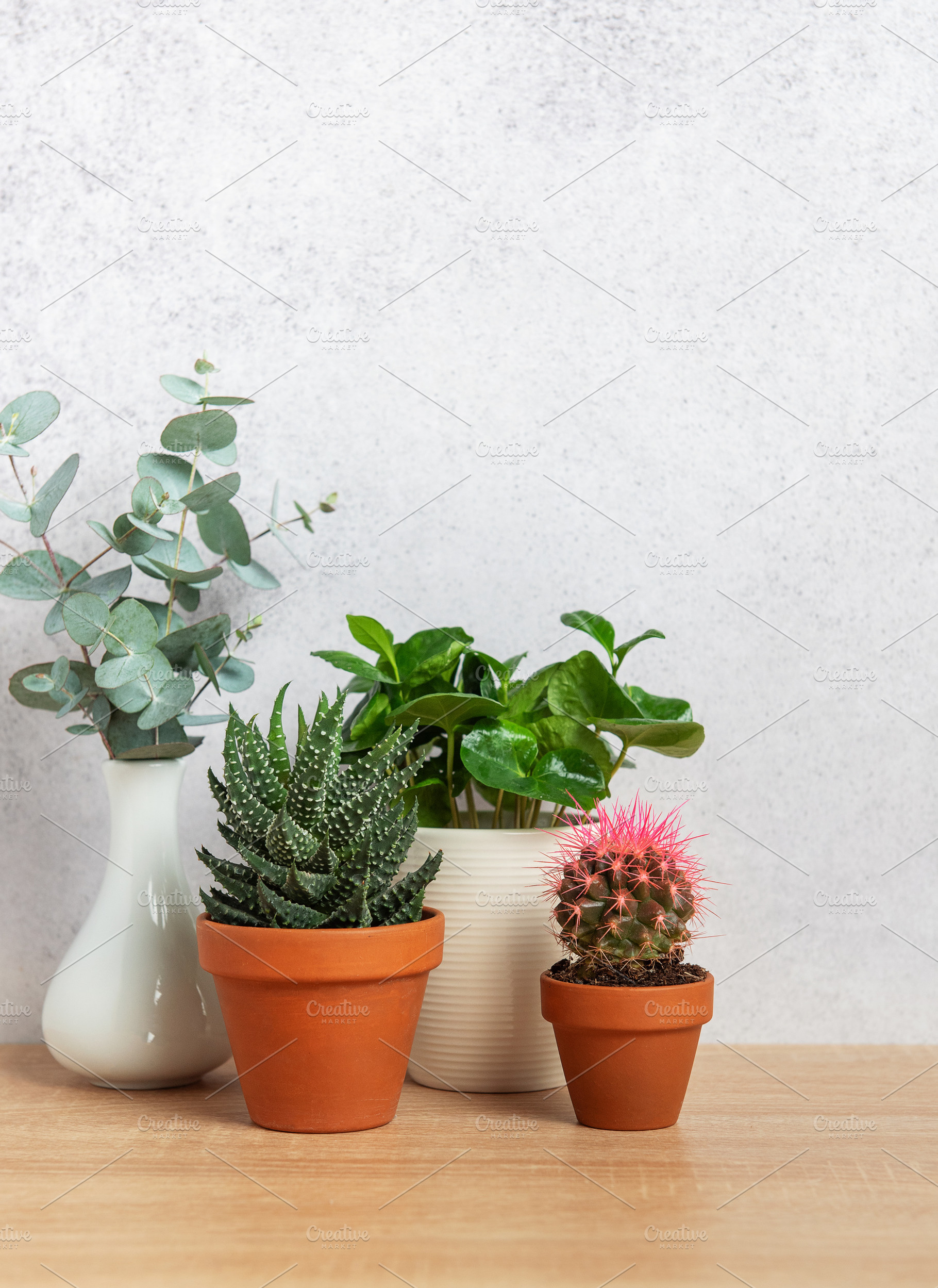 Eucalyptus branches, succulents, and cactus plants creating a co, a Business Photo by Olena Rudo