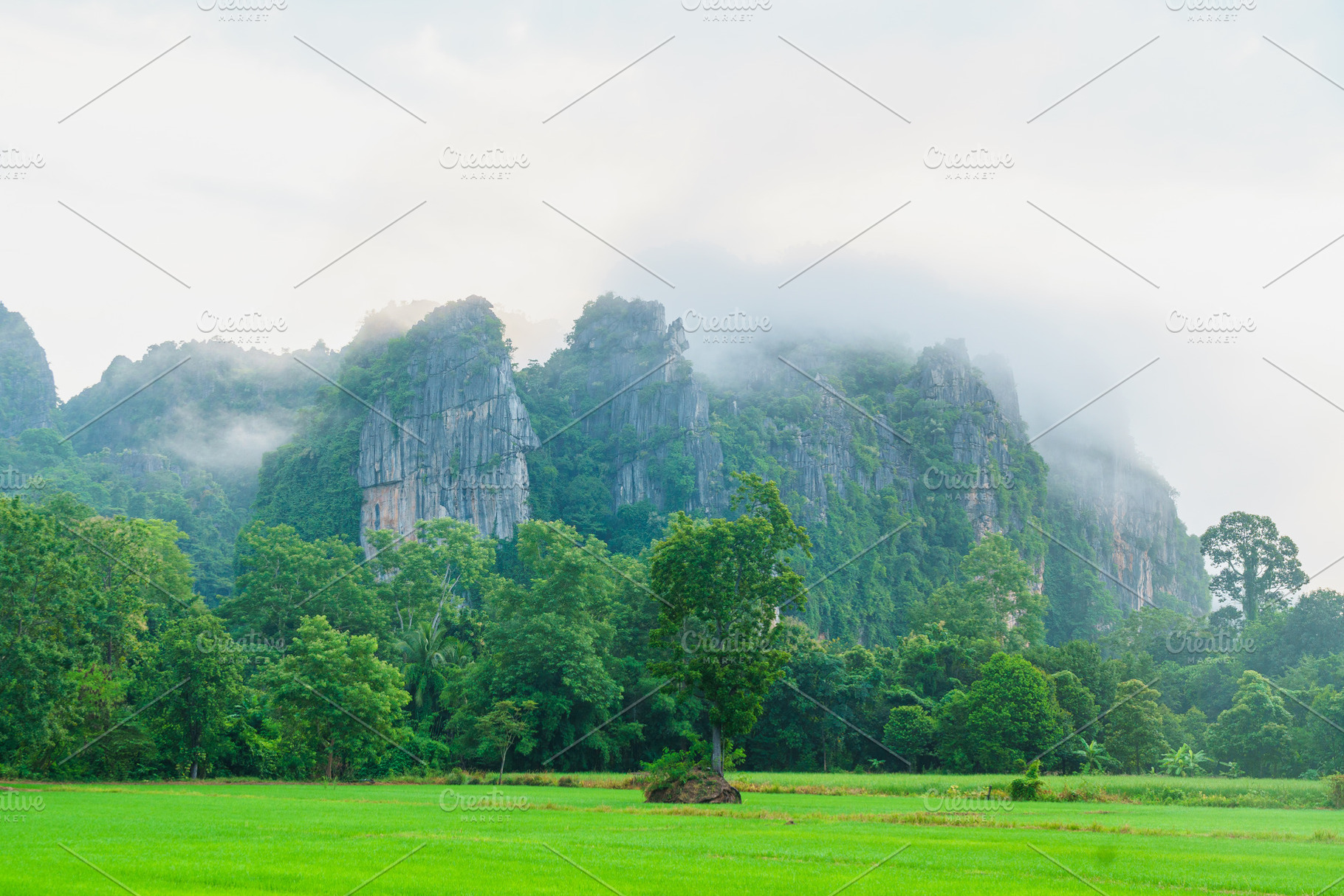 Lush green landscape with misty mountains and trees in background, creating ser, a Photo by a454