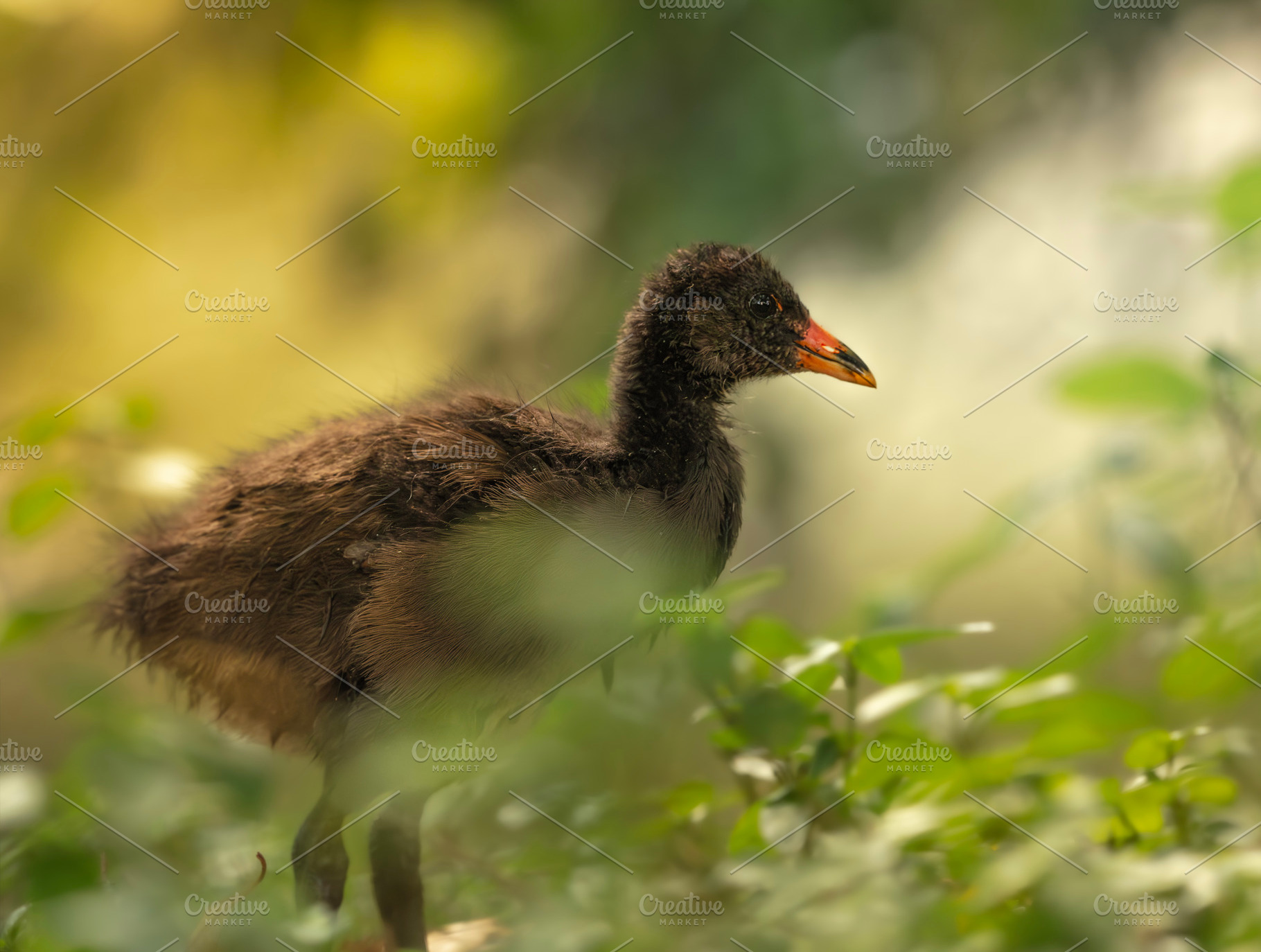 Dusky moorhen chick, an Animal Photo by Rob D Animal Photography