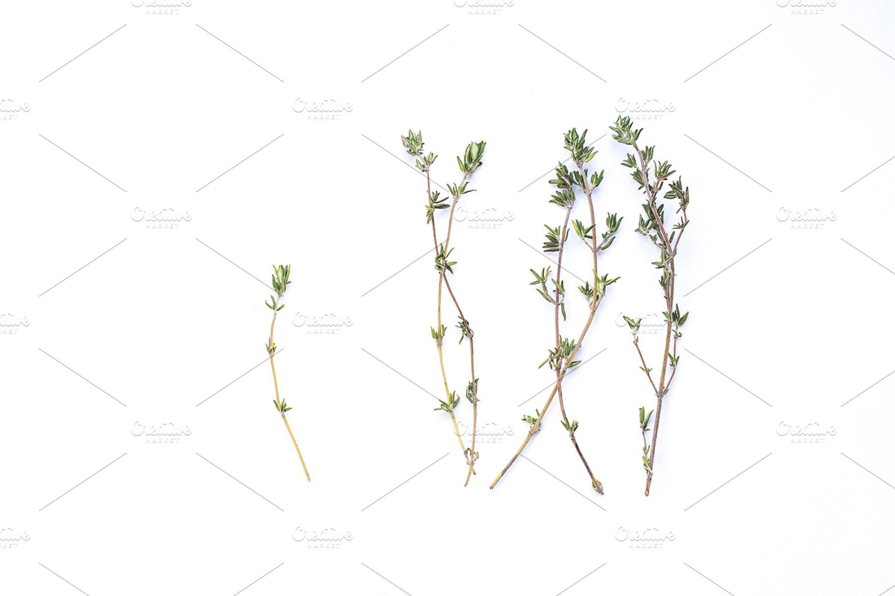Green thyme bunch stock photo containing spice and green, a Food & Drink Photo by Sound of Color