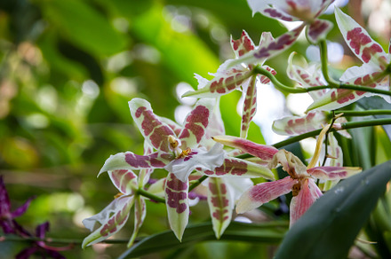 Orchid flower, colorful cymbidium, a Nature Photo by GoodGoods