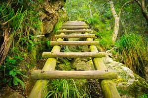 Forest Step Ladder, a Nature Photo by THP Creative
