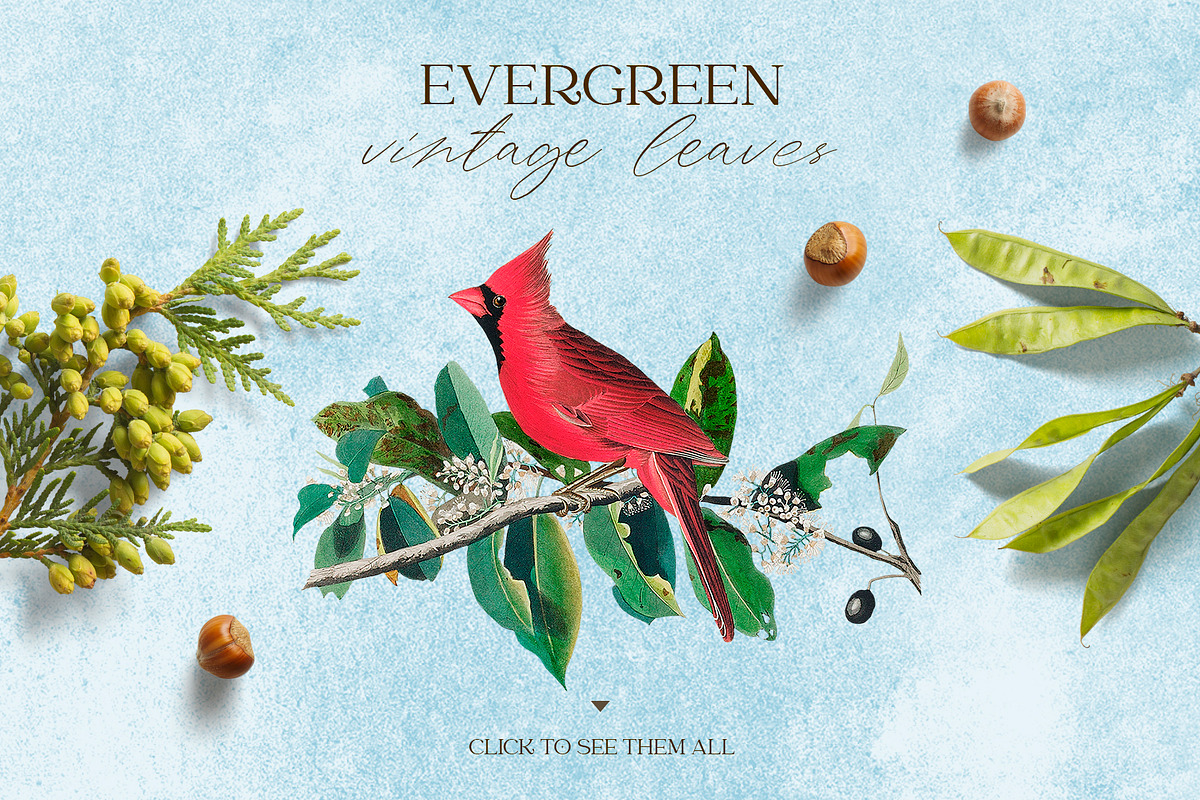 Magic Woodland vintage modern set, an Animal Illustration by Beauty Drops (Photo 4 of 9)
