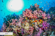 Underwater Photography Presets, a Plug-in Add-On by FixThePhoto (Thumbnail 19 of 32)