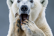 236 surprised animals, an Animal Photo by Handmadefont (Thumbnail 145 of 241)