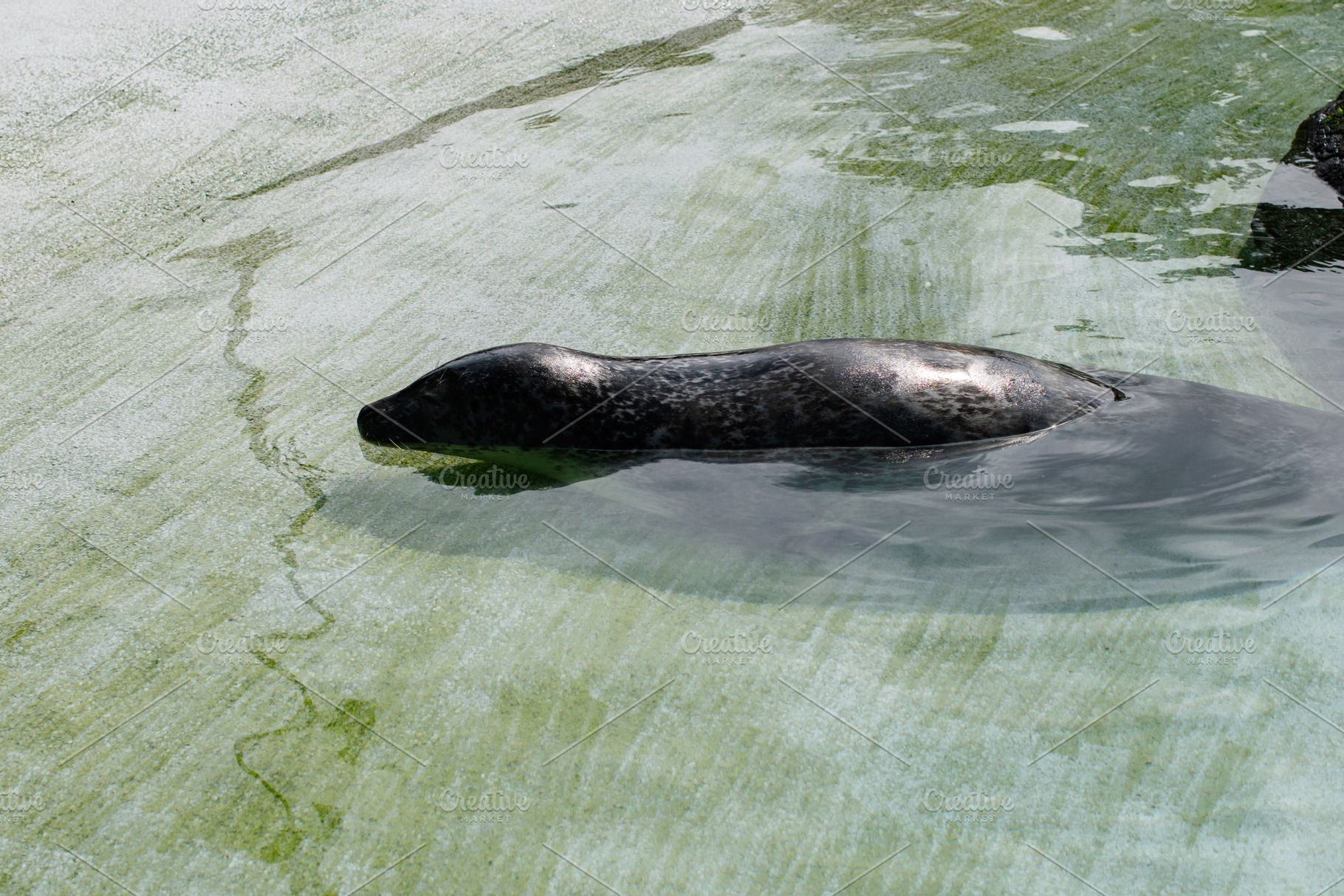 Harbor seal swimming in a serene pool in Reykjavik, Iceland, among calm surroun, a Photo by AS photostudio