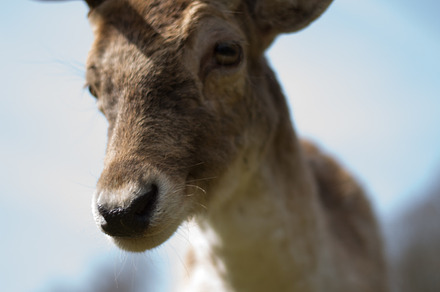 What's up? stock photo containing deer and animal, an Animal Photo by Screeny's Photo Bucket