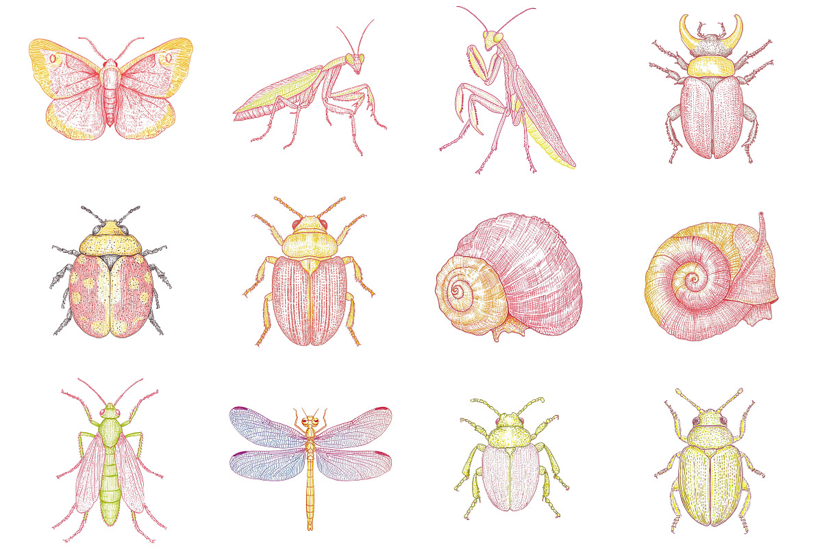 Hand Drawn Insects and Bugs Clipart, a Seasonal Illustration by CitraGraphics (Photo 3 of 6)