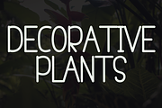 HELICONIA, a Serif Font by FreshTypeINK (Thumbnail 5 of 8)