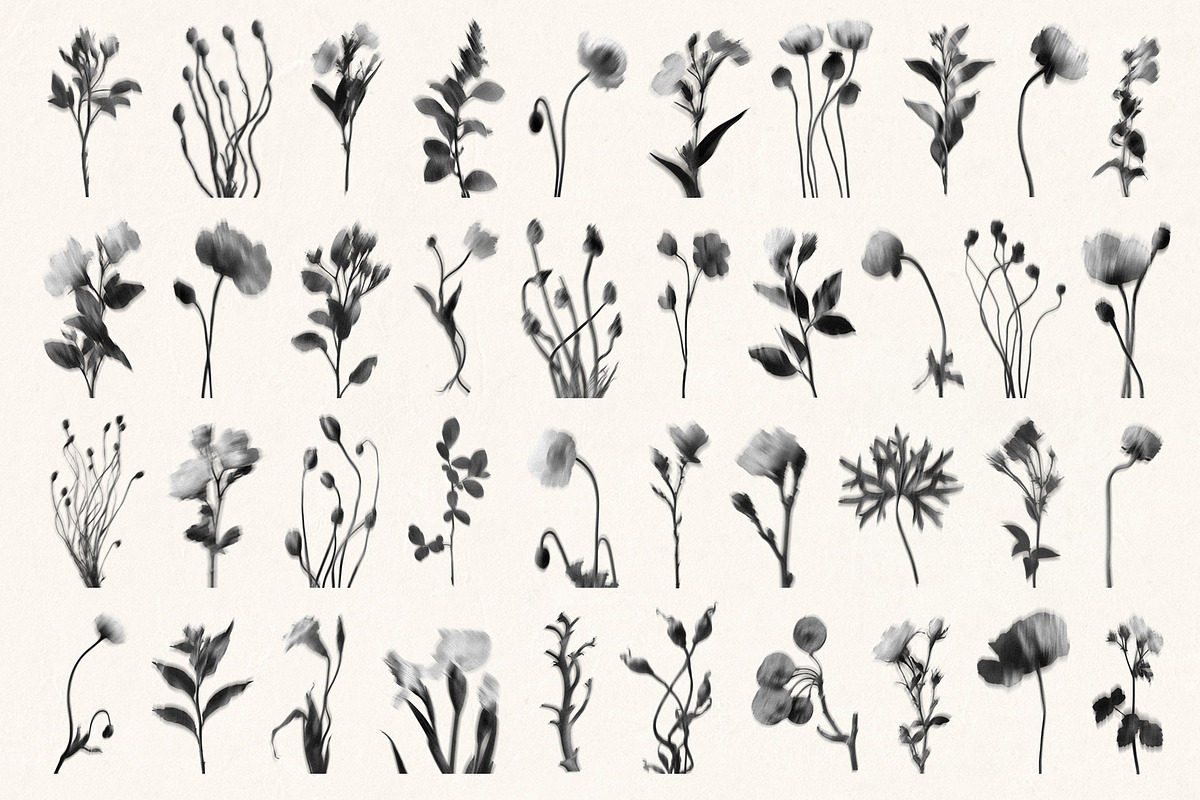 Botanical Traces: Blurred Floral PNG, an Object Graphic by Dina Mae (Photo 4 of 14)