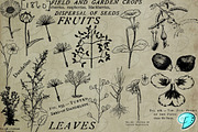 Botany Book Digi Stamps PNGs, an Object Graphic by Emily Designs (Thumbnail 5 of 5)