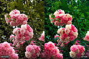 Rose Velvet Bloom Lightroom Presets, a Preset Add-On by AAA Presets (Thumbnail 10 of 12)
