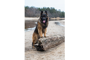 German Shepherd Dog on the beach at