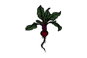 Hand Drawn Vector Beet Graphics, a Food Illustration by Dorey Kronick Art&Design (Thumbnail 3 of 7)