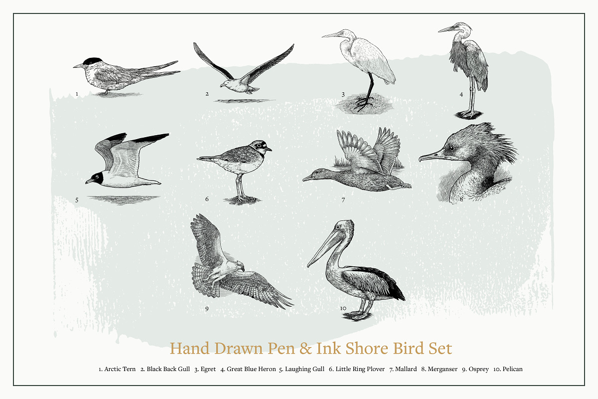 Hand Drawn Shorebirds Set, an Animal Illustration by Well Rock Designs (Photo 2 of 8)
