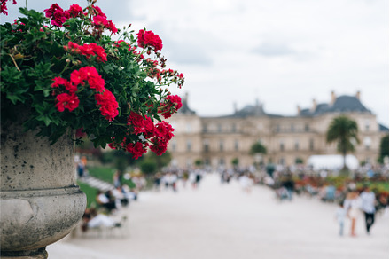 Summer flowers in Luxembourg garden