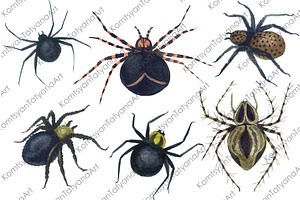 Watercolor Spider Clipart Print Png