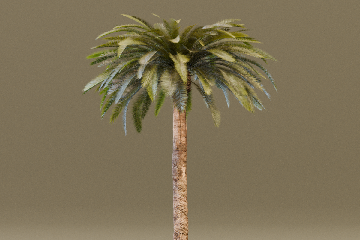 The Date Palm Tree, a Plants & Tree 3D Model by FuturePastCreatives (Photo 5 of 6)