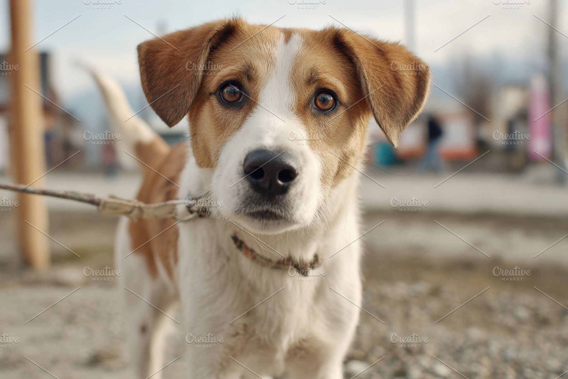 Curious brown and white dog outdoors, an Animal Photo by AlyaAnd