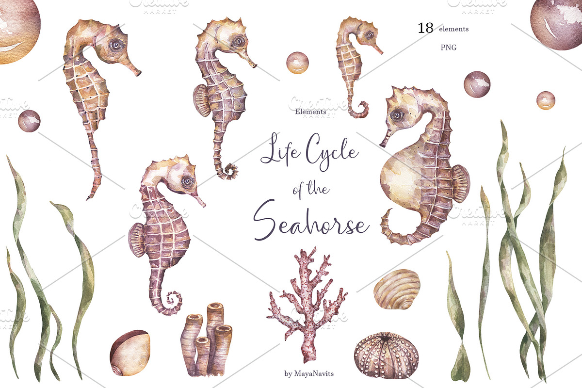 Watercolor Seahorse Life Cycle Set, an Animal Illustration by MayaNavits (Photo 4 of 5)