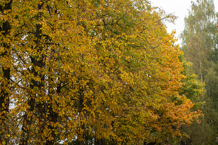 yellowed autumn trees along the winding roadside, a Nature Photo by SaulichPhoto