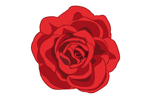 Red rose