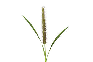 Grass Giant Foxtail Straight