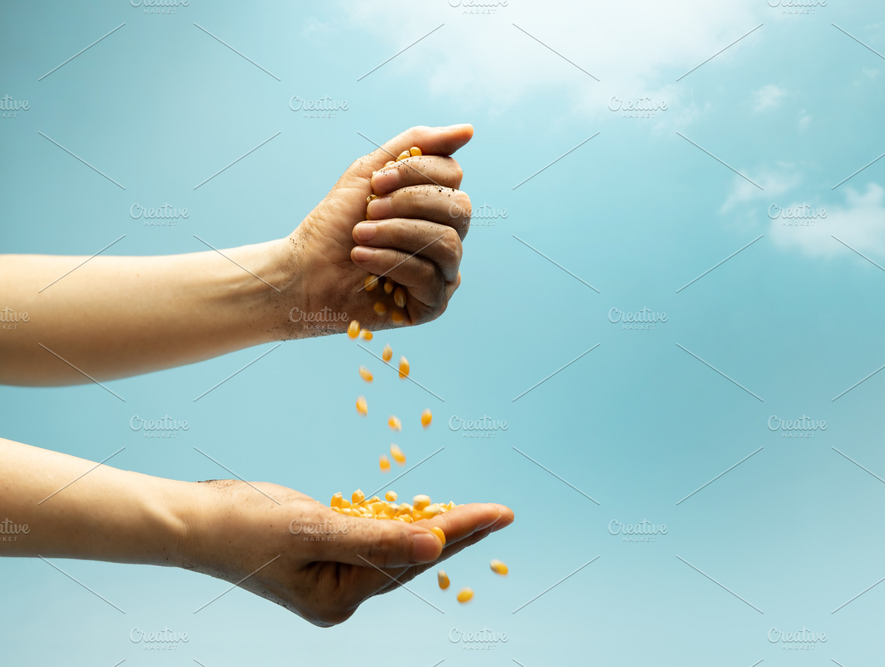 Hands pouring raw corn seeds against blue sky in sunlight. Agric, a Photo by salmon.black