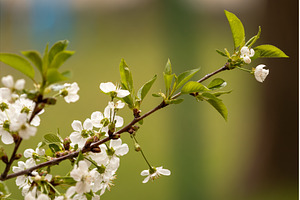 Blooming White Cherry Tree Branches, a Nature Photo by BeOGraphic