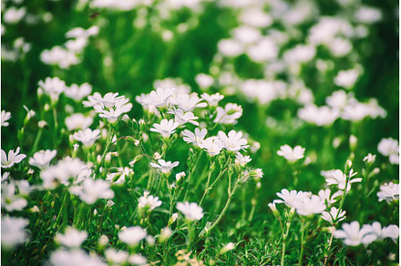White spring flowers, a Nature Photo by Nature and travel