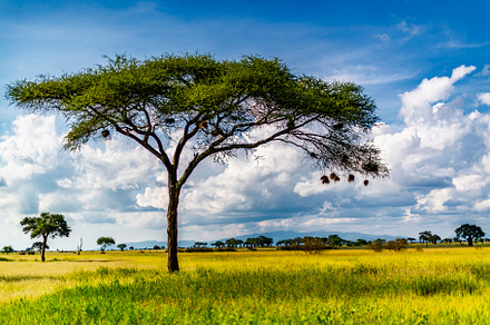 Acacia tree with weaver bird nests, a Nature Photo by Jennifer Watson
