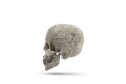 Human Skull Anatomy, a Characters & Person 3D Model by Tedi Permana (Thumbnail 2 of 7)
