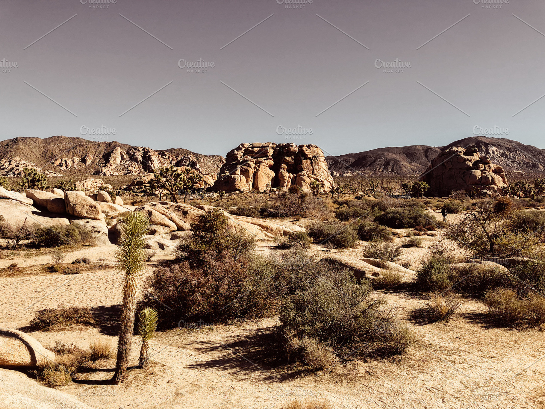 Joshua Tree National Park, a Nature Photo by Kylee Gregg Photography