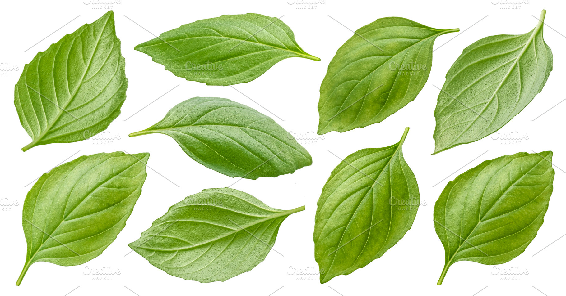 Basil leaves isolated, a Food & Drink Photo by Max Lashcheuski