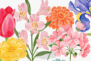 Flower Clipart Huge Bundle, a Decorative Illustration by Patishop Art (Thumbnail 6 of 11)
