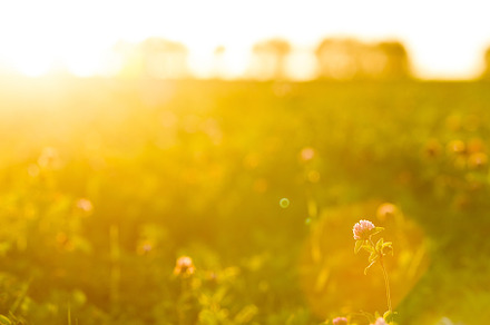 Clover field in the sun containing nature, field, and grass, a Nature Photo by oleghz